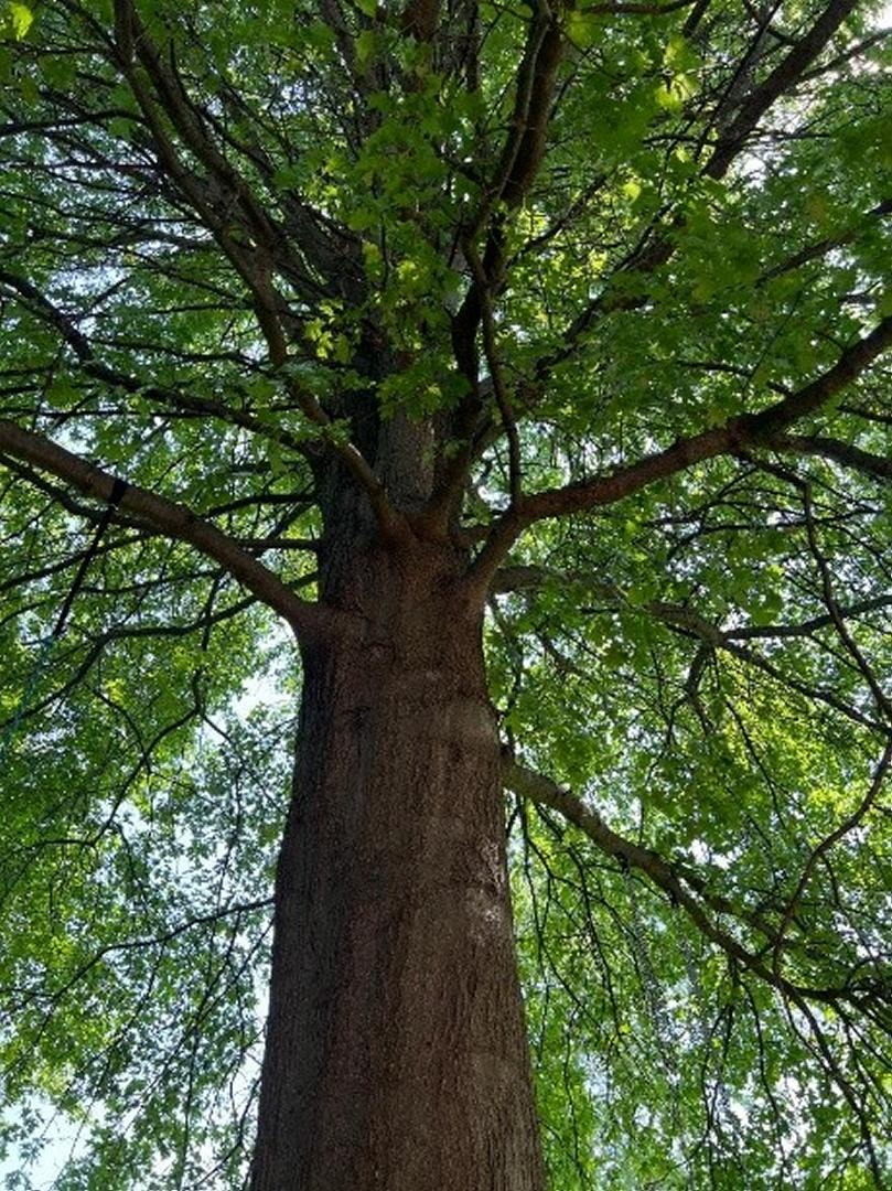 A pin oak displaying typical apical dominance and crowded branch structure with a moderate amount of interior dead limbs. 